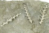 Four Archimedes Screw Bryozoan Fossils - Illinois #325660-2